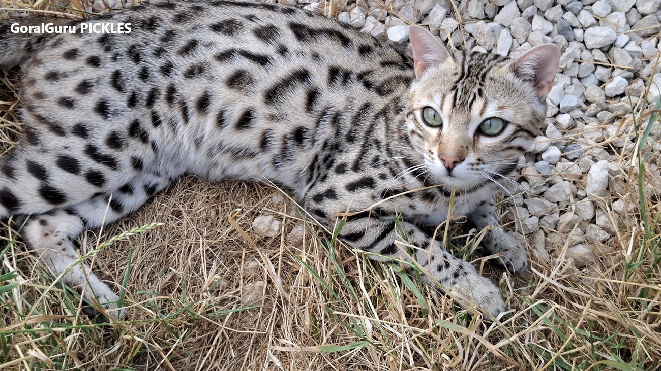male bengal